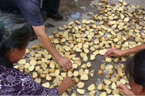 草木灰拌种， 讲究多