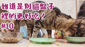 新配方育肥猪精料配比混乱，如何实现头均节省180元？