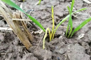 柚子种子种植：新手指南之“如何不栽跟头”