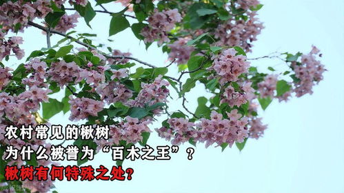 小苍兰的花语和寓意究竟有何特殊之处