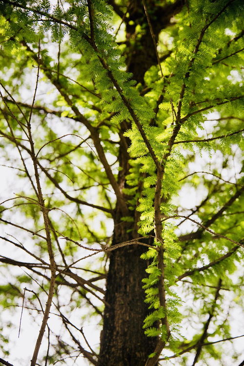 时光荏苒，一年四季轮回