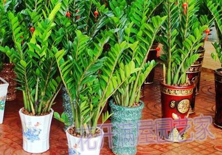 金钱树：招财进宝的象征