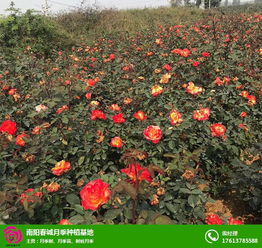 雨季来临， 安吉拉geng上一层楼