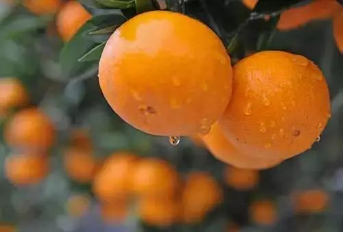 “山茶花保鲜秘诀：糖水VS盐水，选对水，花期更长！”