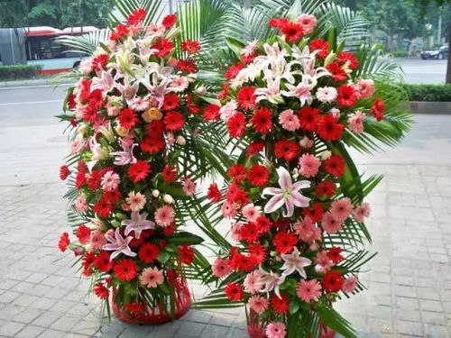 圣诞树又称“节日树”，爆款花卉，装饰必备！
