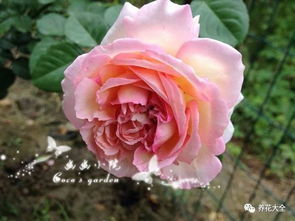 月季花开花时间