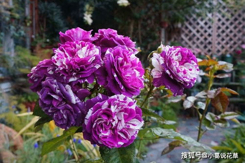 花朵特点：白色小精灵， 花儿开得像云朵