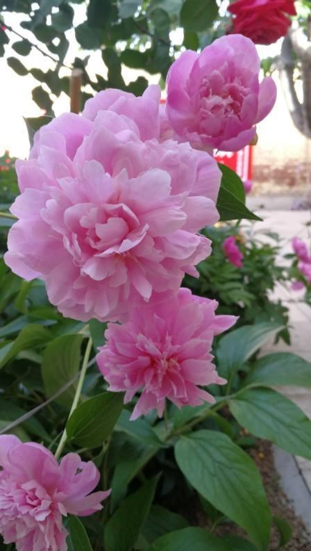 为什么家里不能种芍药？真相竟与风水息息相关