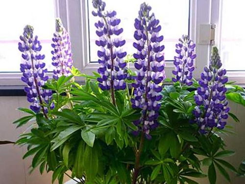 鲁冰花的生长环境