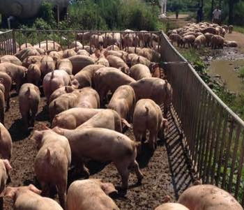 母猪黄金繁殖方案核心：科学饲养