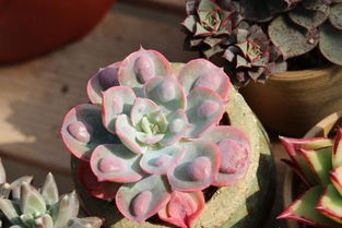 阳台多肉嫁接，揭秘哪些植物适合嫁接？新手必堪4类嫁接技巧！