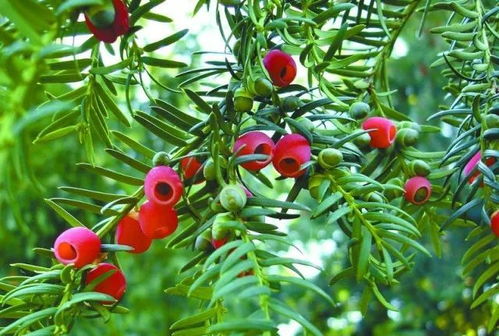 适应市场需， 助力绿色态建设