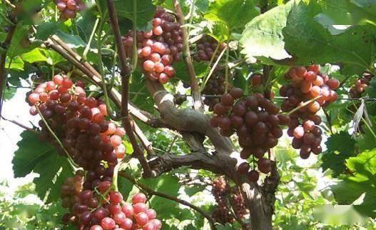 冬天葡萄树苗咋保存？三招教你轻松过冬！