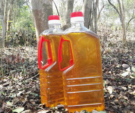 孕妇能否食用山茶油？怀孕期间的营养新选择！