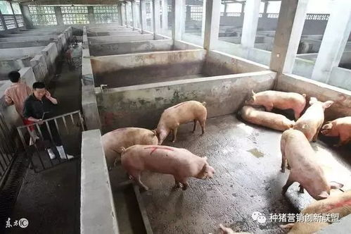 猪场采精八误区，养殖技术需革新
