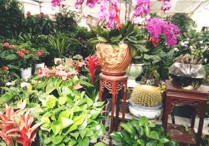 室内光照不足，养花也有春天