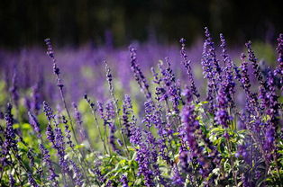 血泪教训， 种子与苗的选择