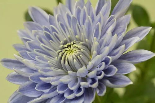 蓝色花， 清新又稀有