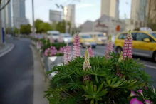 种子不会被风吹跑？