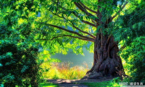 给大树打针？咋回事？