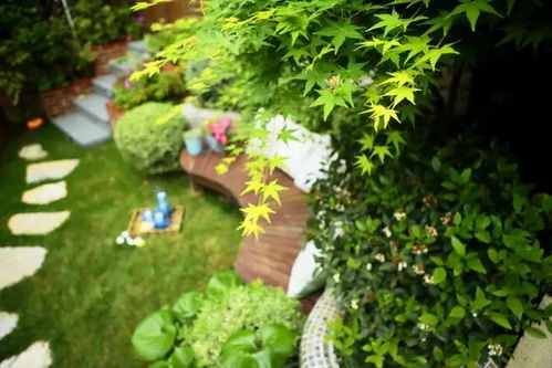 斑叶地锦的魔法