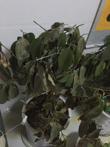平安树叶为何突然下垂？