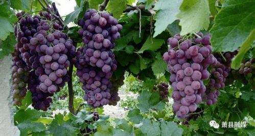 己唑醇：农业生产的守护神