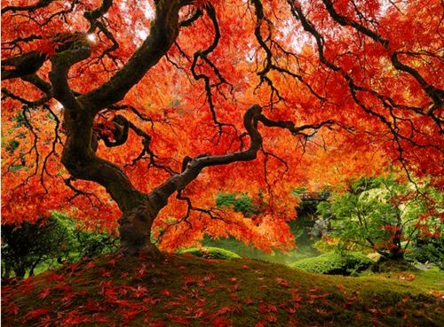 秋天的色彩盛宴