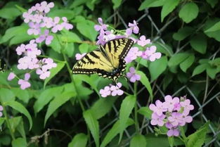 石蒜花：大自然的神秘舞者