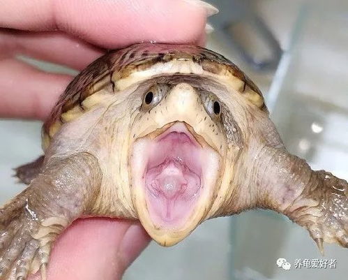 养龟之路：聚维酮碘的神奇效果