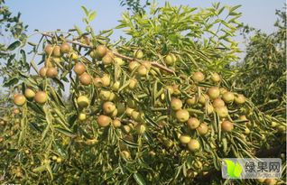 农药使用不当对冬枣品质的影响