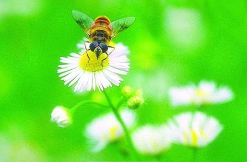 研究揭示：草甘膦对蜜蜂的影响