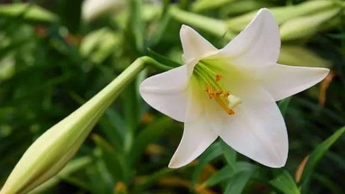 百合花大小各异，是何原因