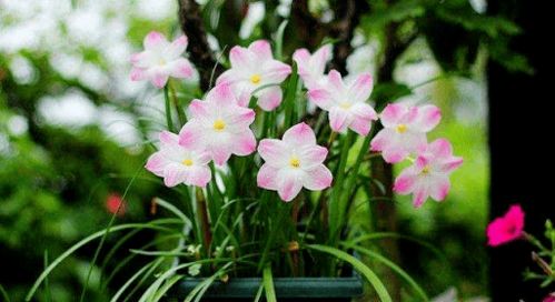 热浪来袭，草本花越热越疯长！