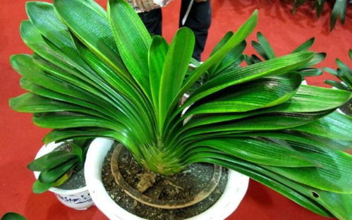 夏日养君子兰，3天浇水，旺势绽放！