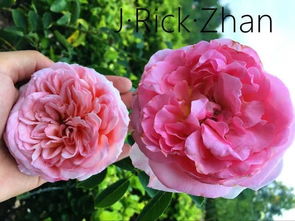 粉色月季的独特魅力