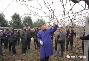 盛果期桃树修剪，如何科学进行