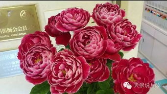 月季与玫瑰：相似又不同