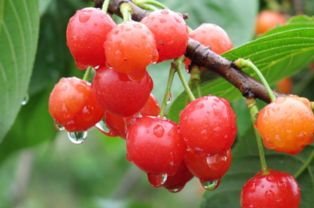 种植樱桃花果期管理注意事项：