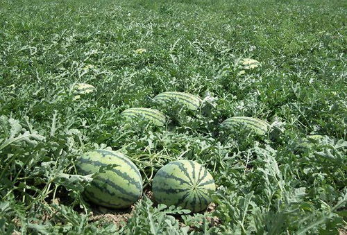 二、草木灰的神奇