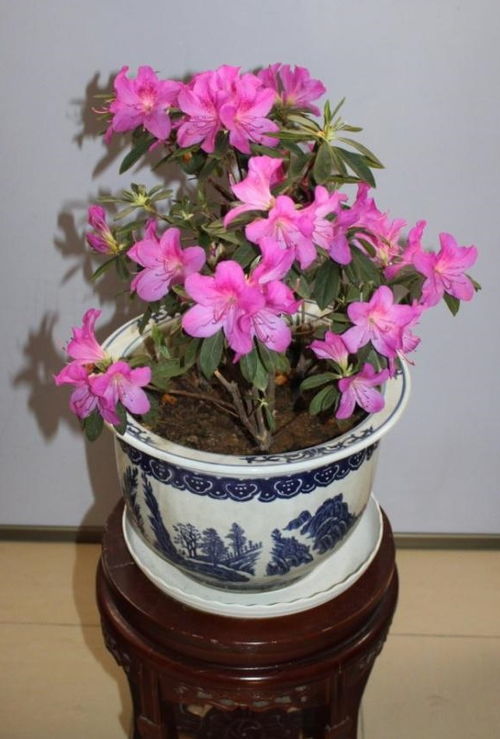 高深花盆的养护技巧