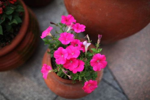 如何对症下肥改善生长状况？