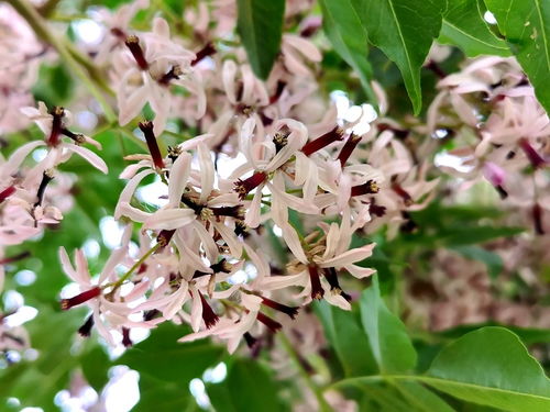 安徽亳州假苗案：葡萄藤冒充“五年生当归树”