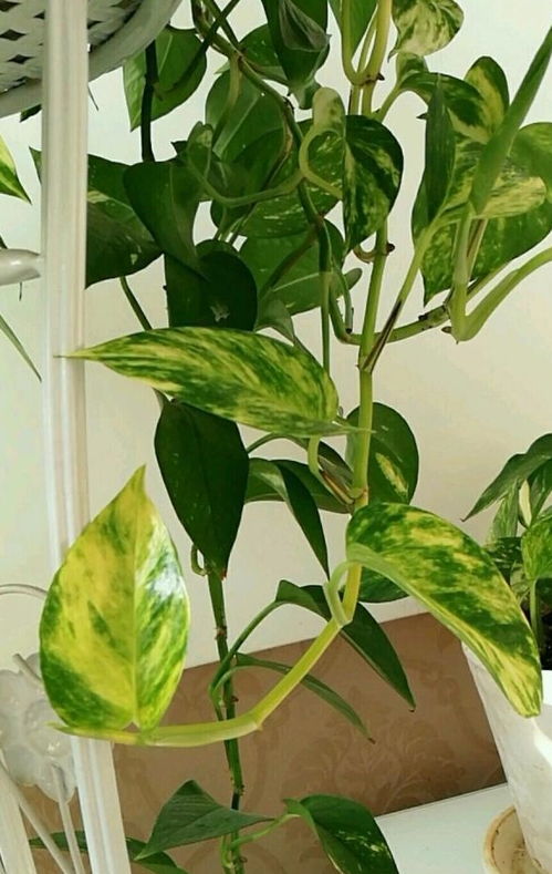 细心养护，苗子才嫩茁壮成长