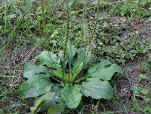 景德镇种植户采用