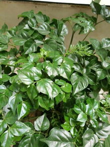 没有叶子的花叫什么？