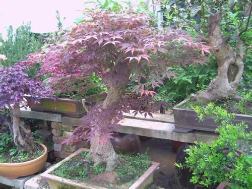 根根须须，修剪是关键