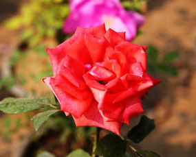 营养生长：生命的积累