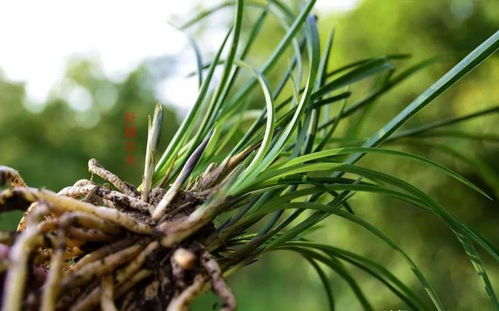 秋季移栽，凉爽秋风中的新起点