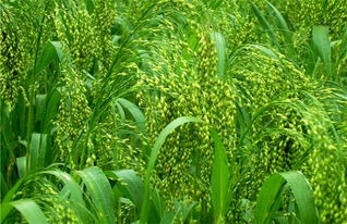 野糜子在农田中的防除